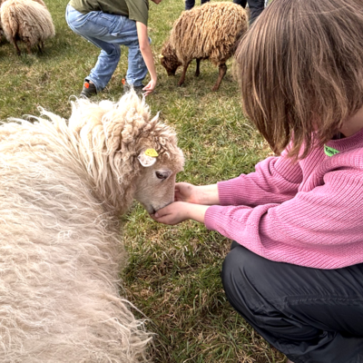 Bild vergr&ouml;&szlig;ern: Die Schafe begeisterten die Kinder besonders- sie waren sehr zutraulich